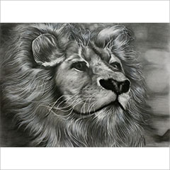 素描作品狮子
