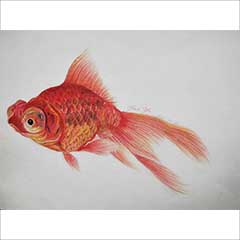 彩铅作品金鱼