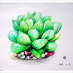彩铅作品多肉