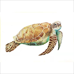 彩铅作品海龟