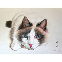 彩铅作品哈士奇
