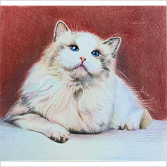 彩铅作品猫