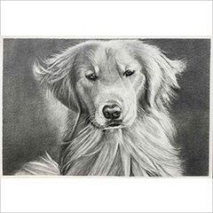 素描作品狗