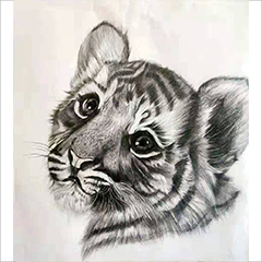素描作品老虎