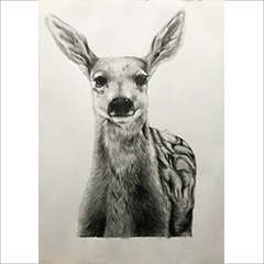 素描作品鹿
